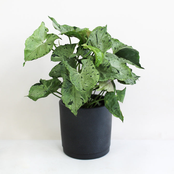 Syngonium Green Splash M Foliage Dreams