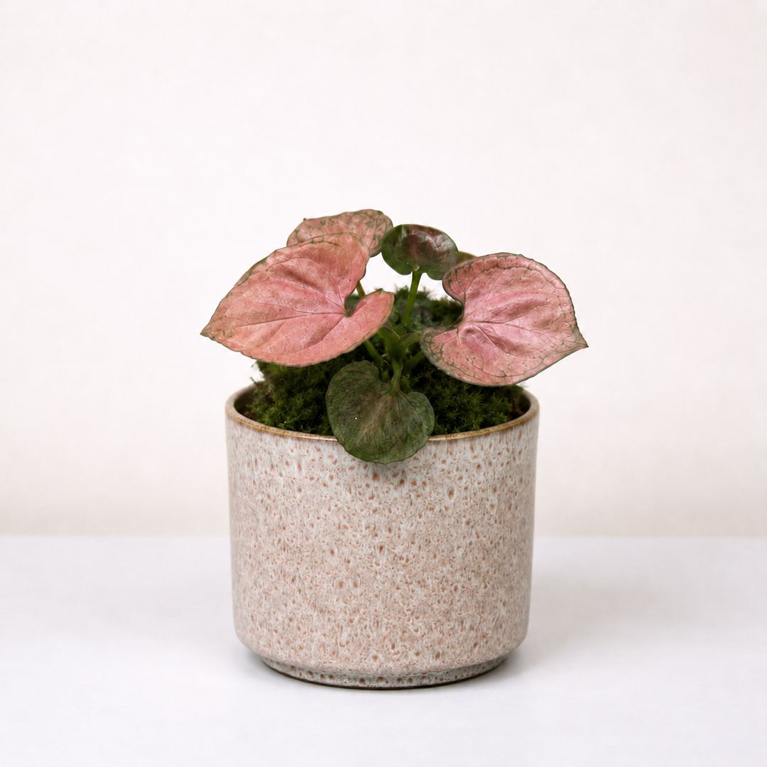 Syngonium Orm Nak Red Foliage Dreams