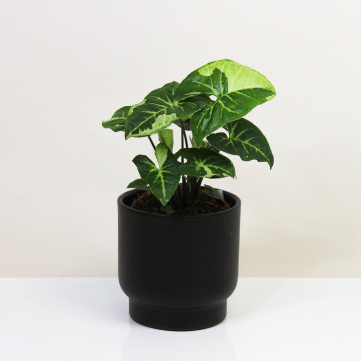 Syngonium Panda M Foliage Dreams