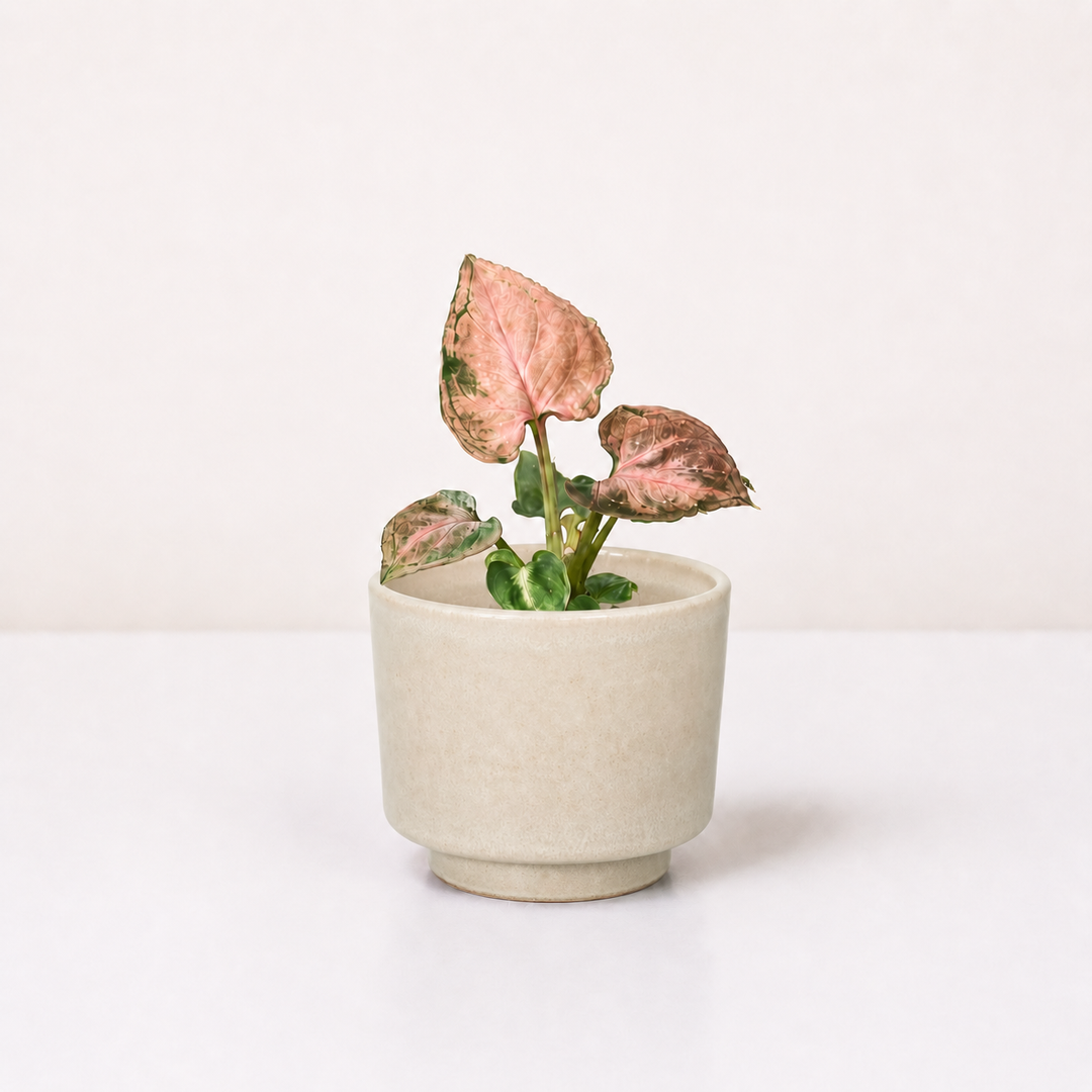 Syngonium Pink Perfection Foliage Dreams