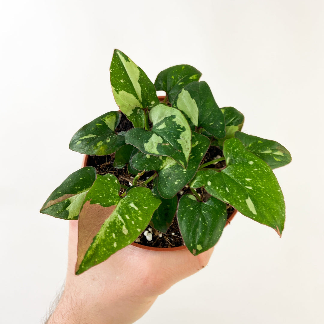 Syngonium Red Spot Tricolor M Foliage Dreams