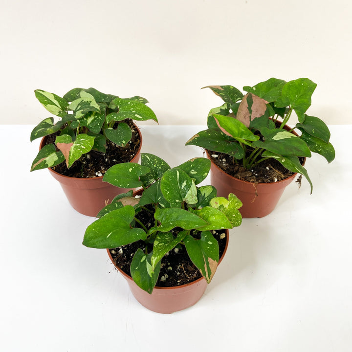 Syngonium Red Spot Tricolor M Foliage Dreams