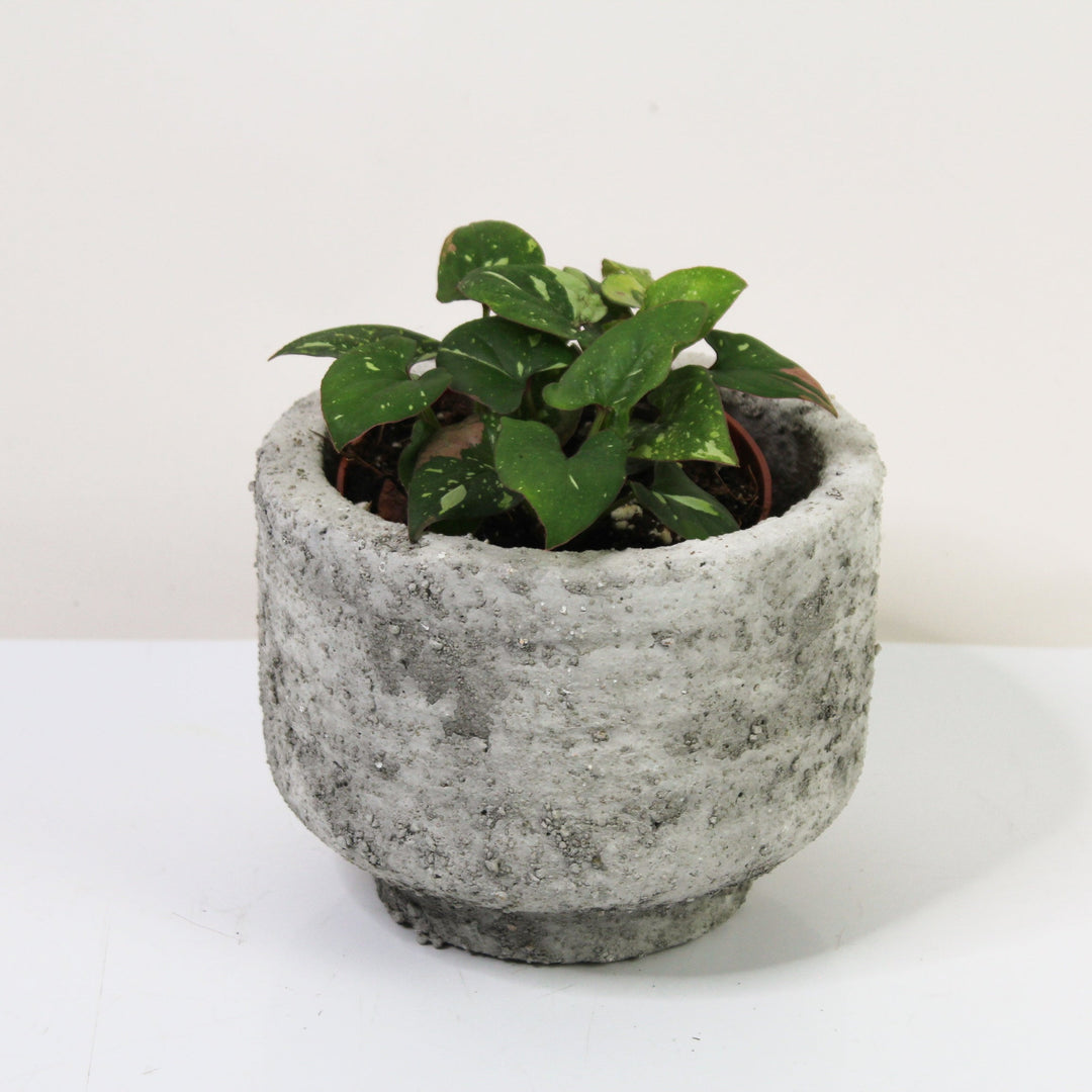 Syngonium Red Spot Tricolor M Foliage Dreams