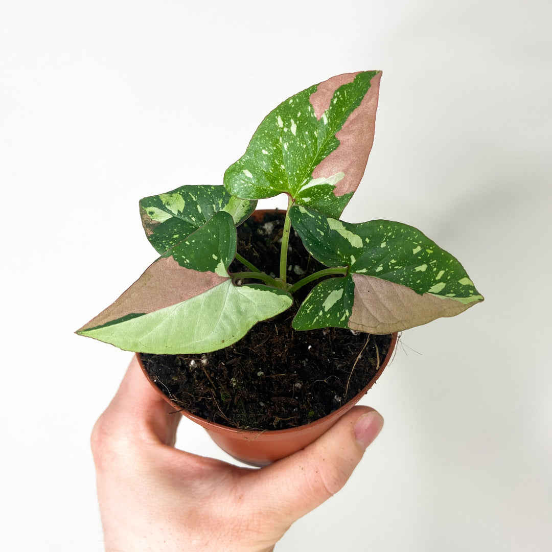 Syngonium Red Spot Tricolor M Foliage Dreams