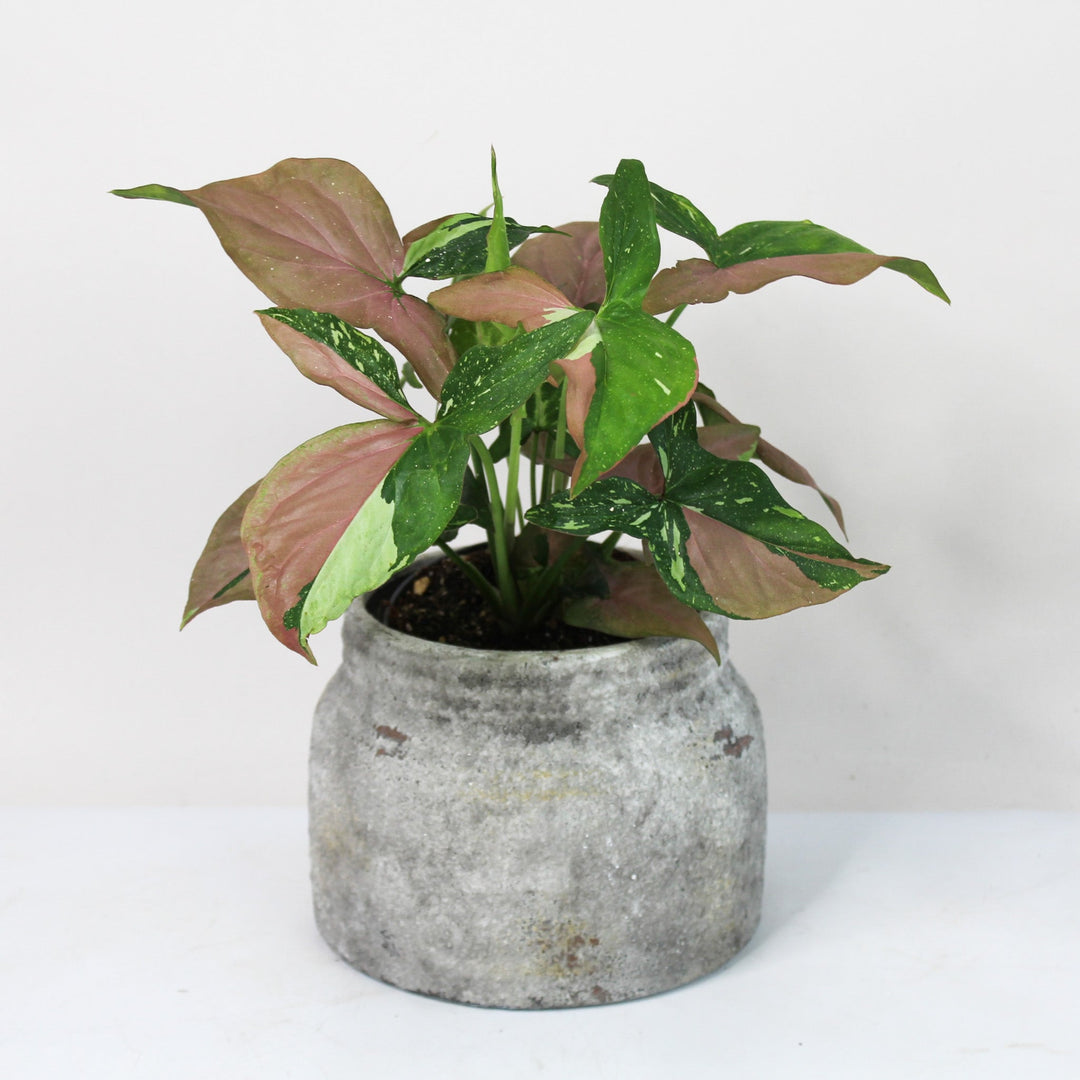 Syngonium Red Spot Tricolor M Foliage Dreams