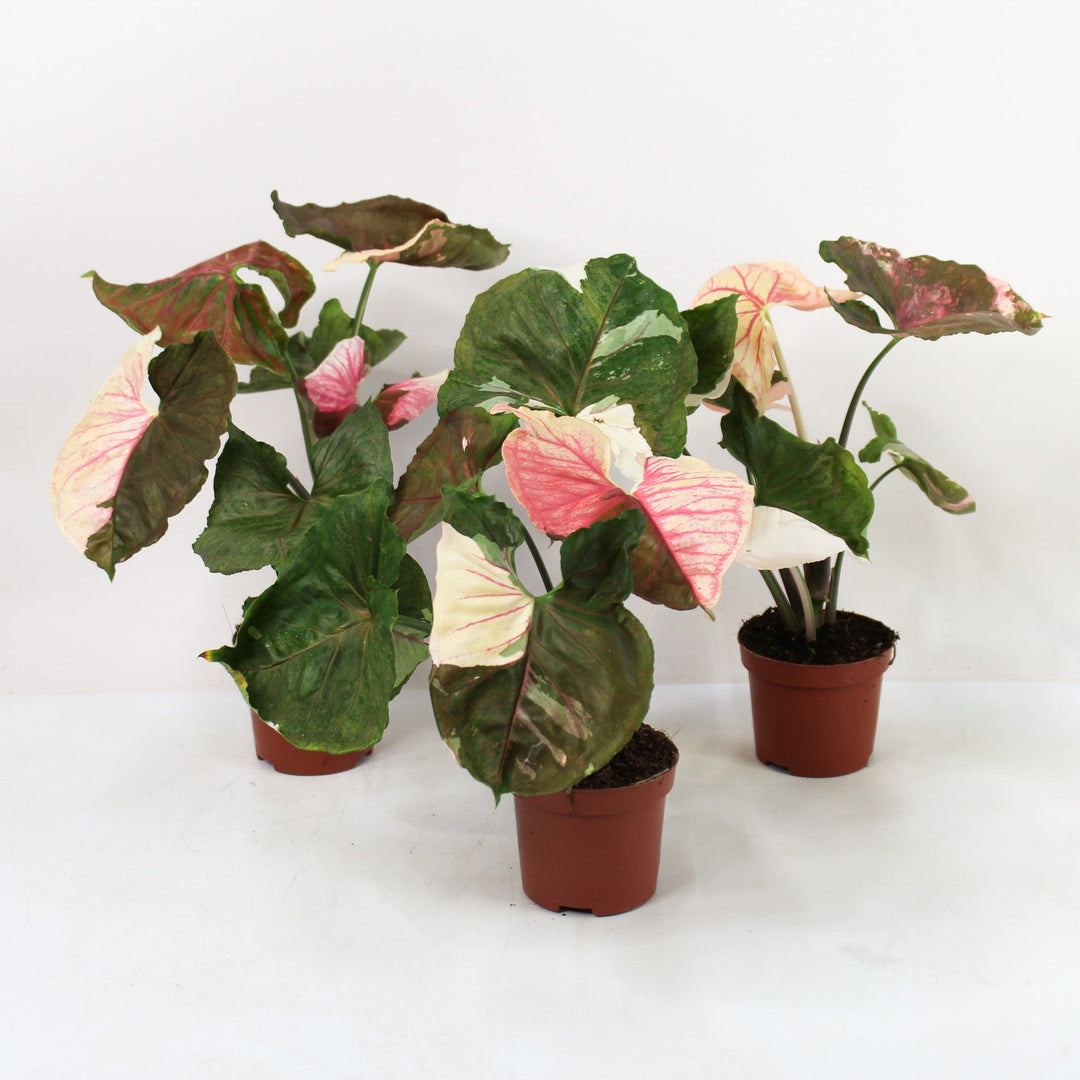 Syngonium Strawberry Ice Foliage Dreams