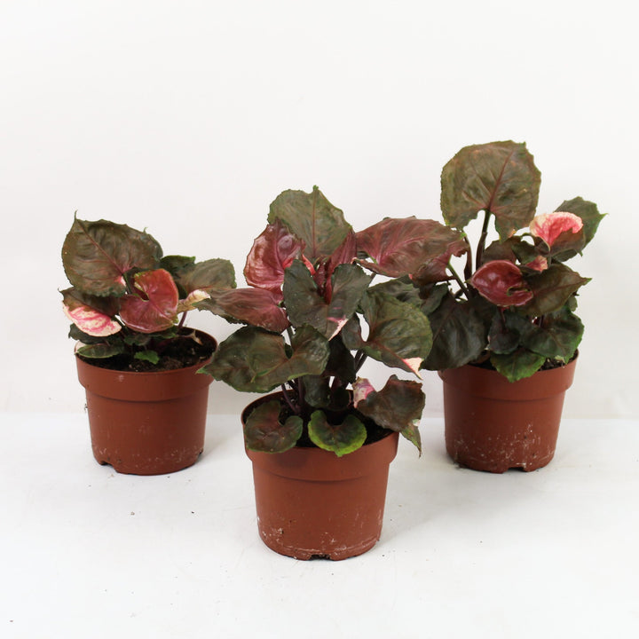 Syngonium Strawberry Ice Foliage Dreams