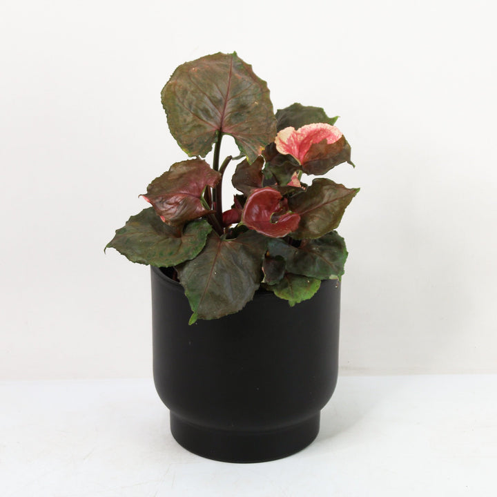 Syngonium Strawberry Ice Medium Foliage Dreams