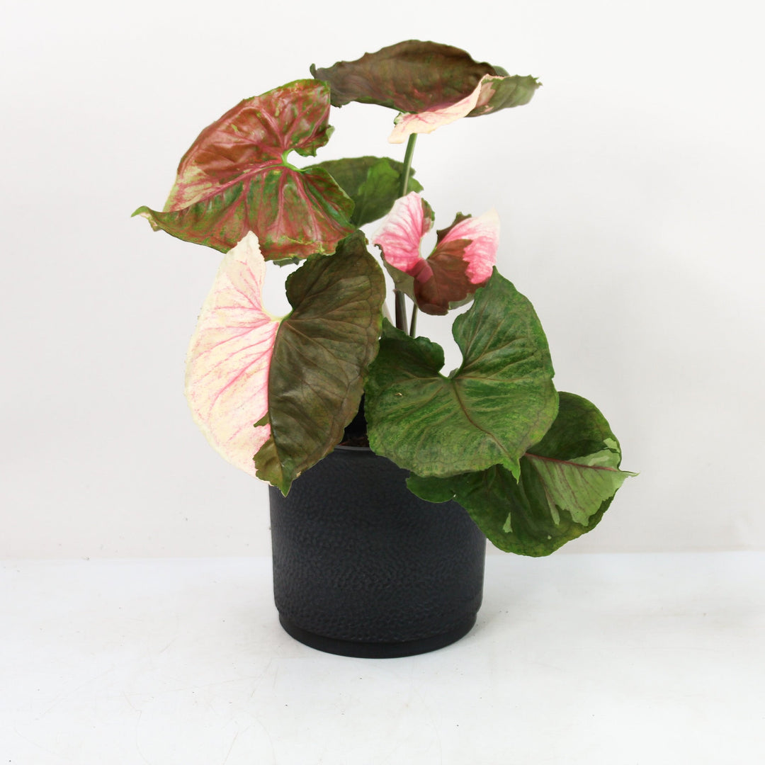 Syngonium Strawberry Ice Viel Foliage Dreams