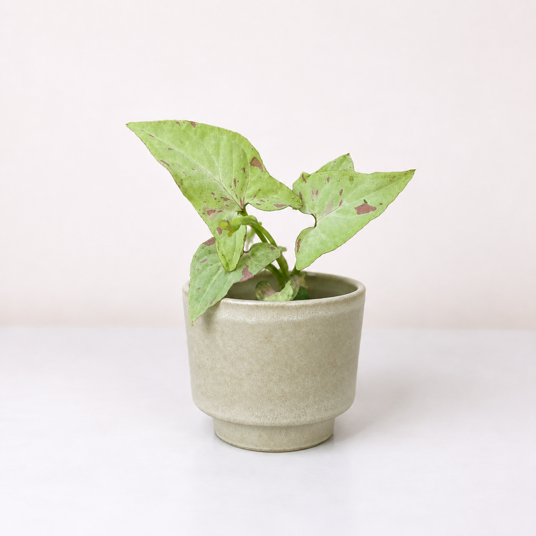 Syngonium Strawberry Milk Foliage Dreams