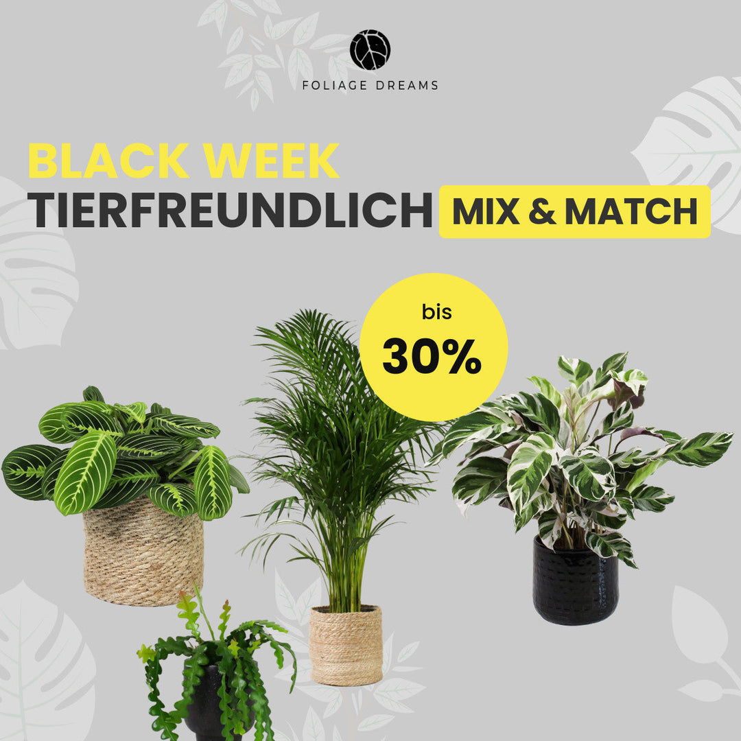 Tierfreundliche Pflanzen Mix&Match Foliage Dreams
