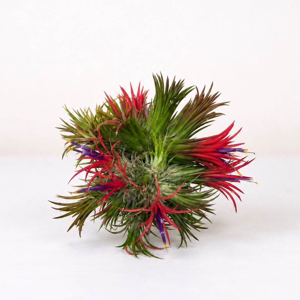 Tillandsia blühend Foliage Dreams