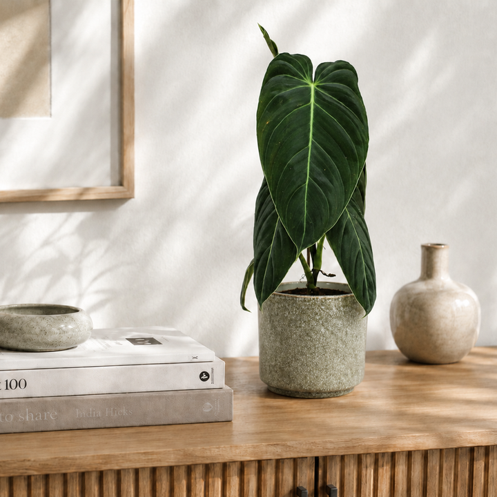 Übertopf Calma - Desert | Premium Shine Glaze Foliage Dreams