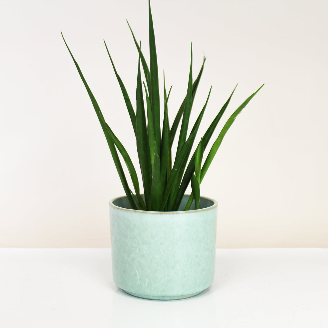 Übertopf Calma – Mint Serenity | Premium Shine Glaze Foliage Dreams