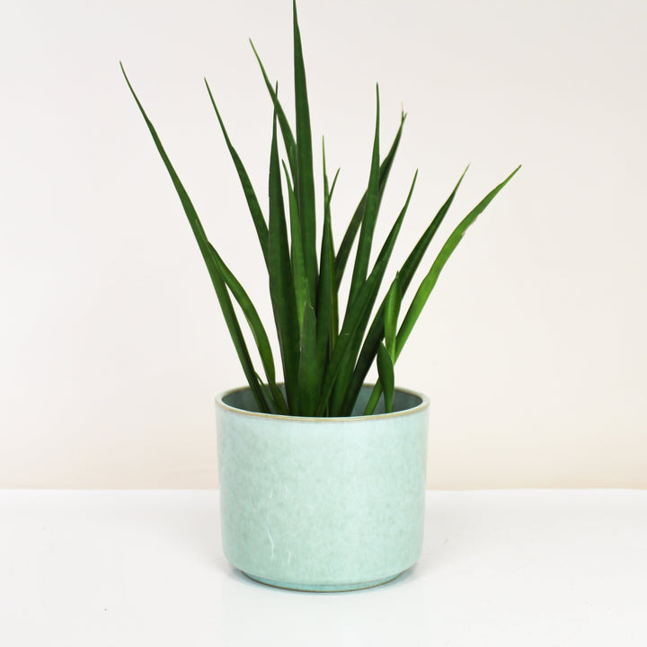 Übertopf Calma – Mint Serenity | Premium Shine Glaze Foliage Dreams