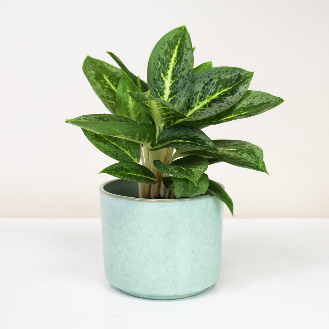 Übertopf Calma – Mint Serenity | Premium Shine Glaze Foliage Dreams