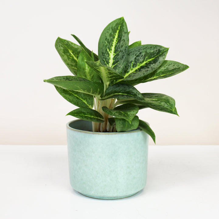 Übertopf Calma – Mint Serenity | Premium Shine Glaze Foliage Dreams