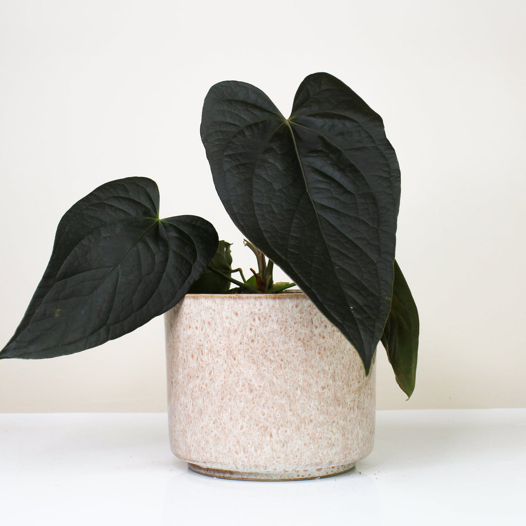 Übertopf Calma - Rose Dune | Premium Shine Glaze Foliage Dreams