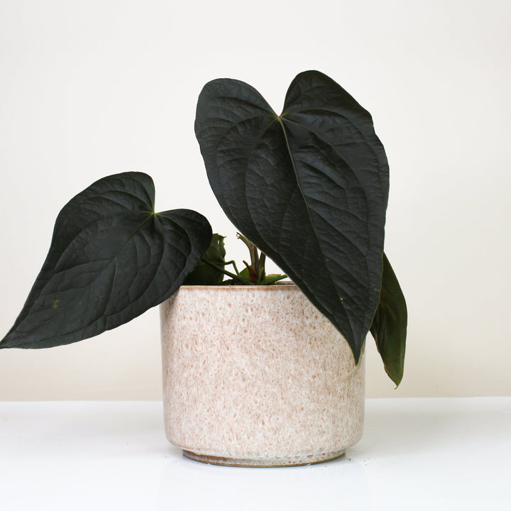 Übertopf Calma - Rose Dune | Premium Shine Glaze Foliage Dreams