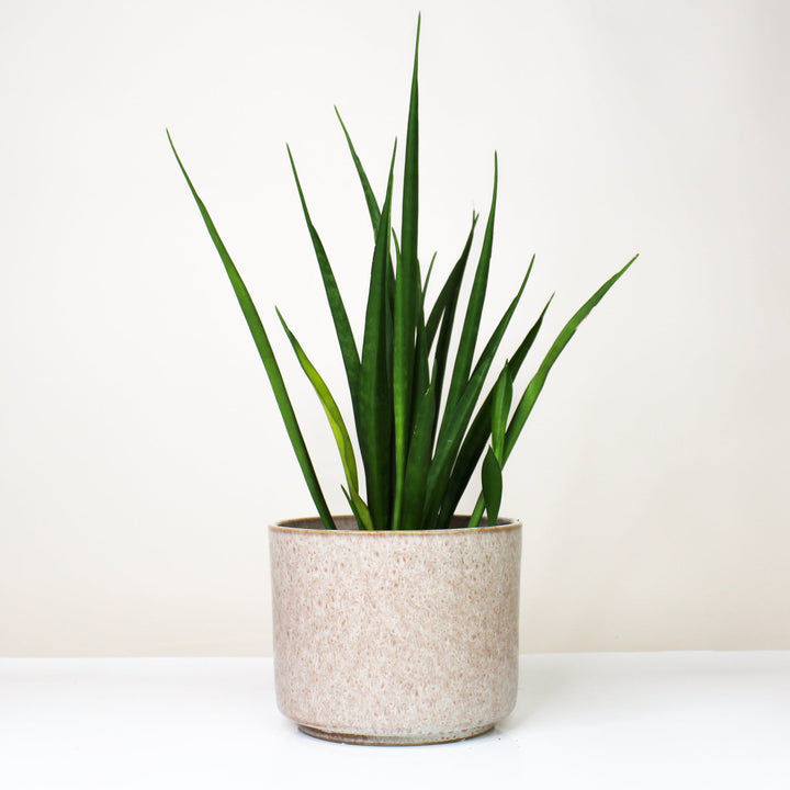 Übertopf Calma - Rose Dune | Premium Shine Glaze Foliage Dreams