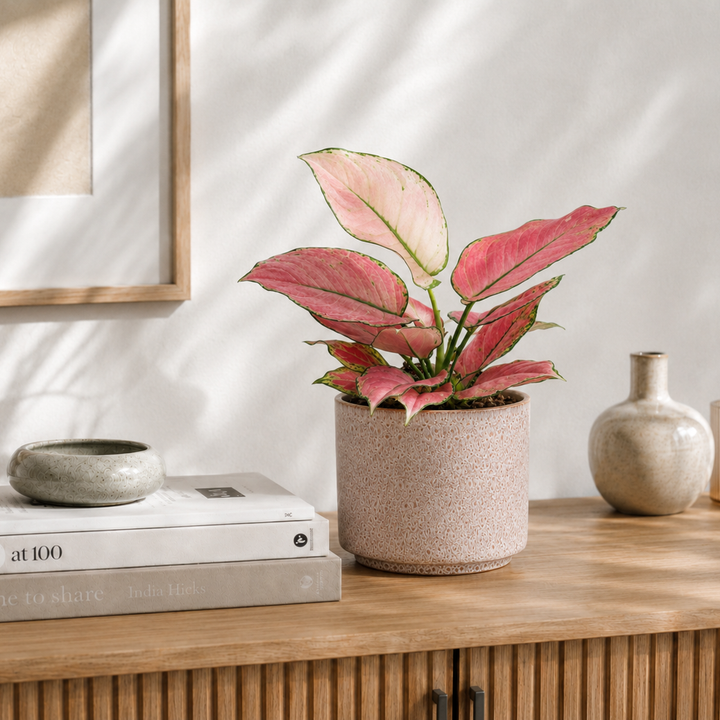 Übertopf Calma - Rose | Premium Shine Glaze Foliage Dreams