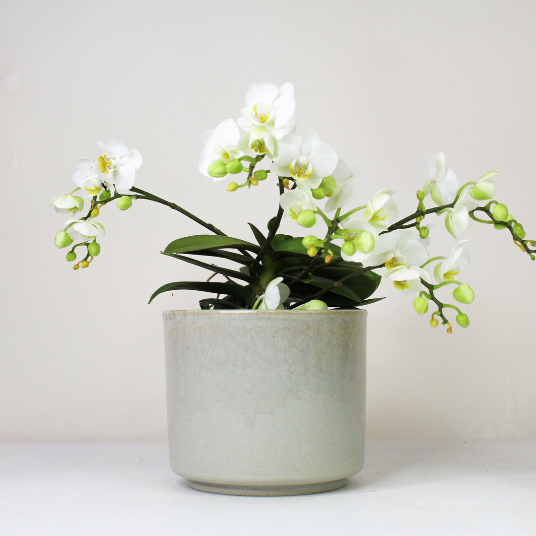 Übertopf Calma – Stone | Premium Shine Glaze Foliage Dreams