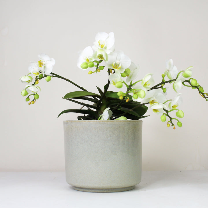 Übertopf Calma – Stone | Premium Shine Glaze Foliage Dreams