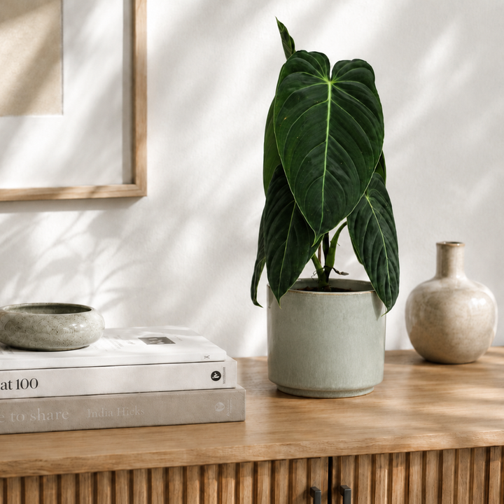 Übertopf Calma – Stone | Premium Shine Glaze Foliage Dreams