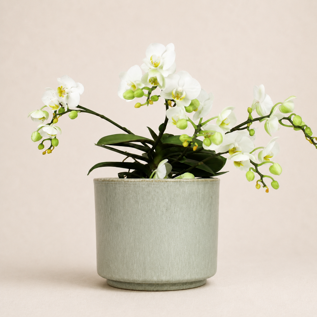 Übertopf Calma – Stone | Premium Shine Glaze Foliage Dreams