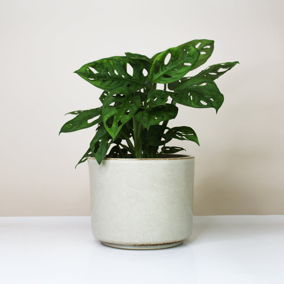 Übertopf Calma – Stone Whisper | Premium Shine Glaze Foliage Dreams