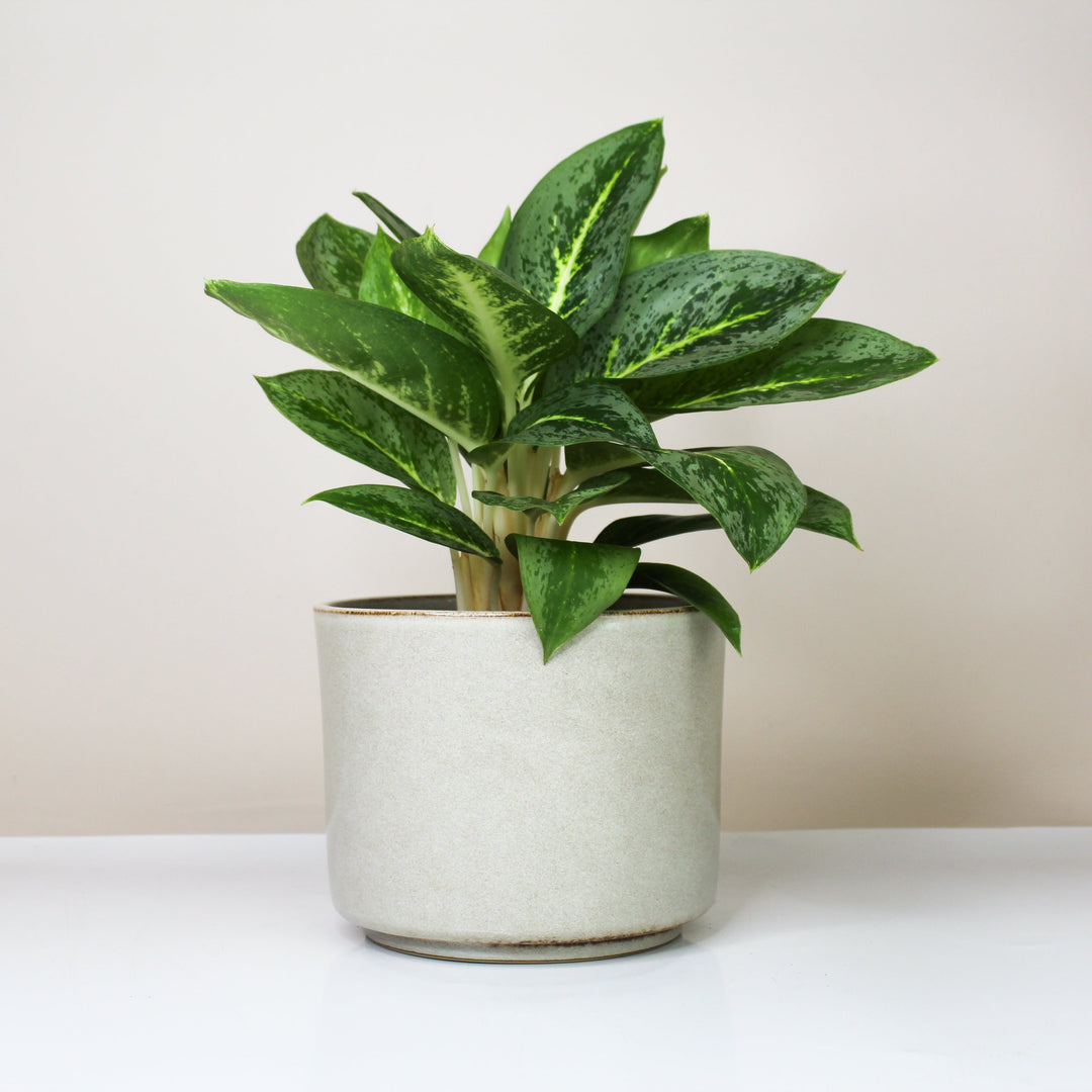 Übertopf Calma – Stone Whisper | Premium Shine Glaze Foliage Dreams