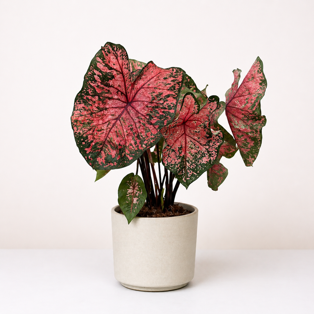 XL Caladium Lava Glow L Foliage Dreams