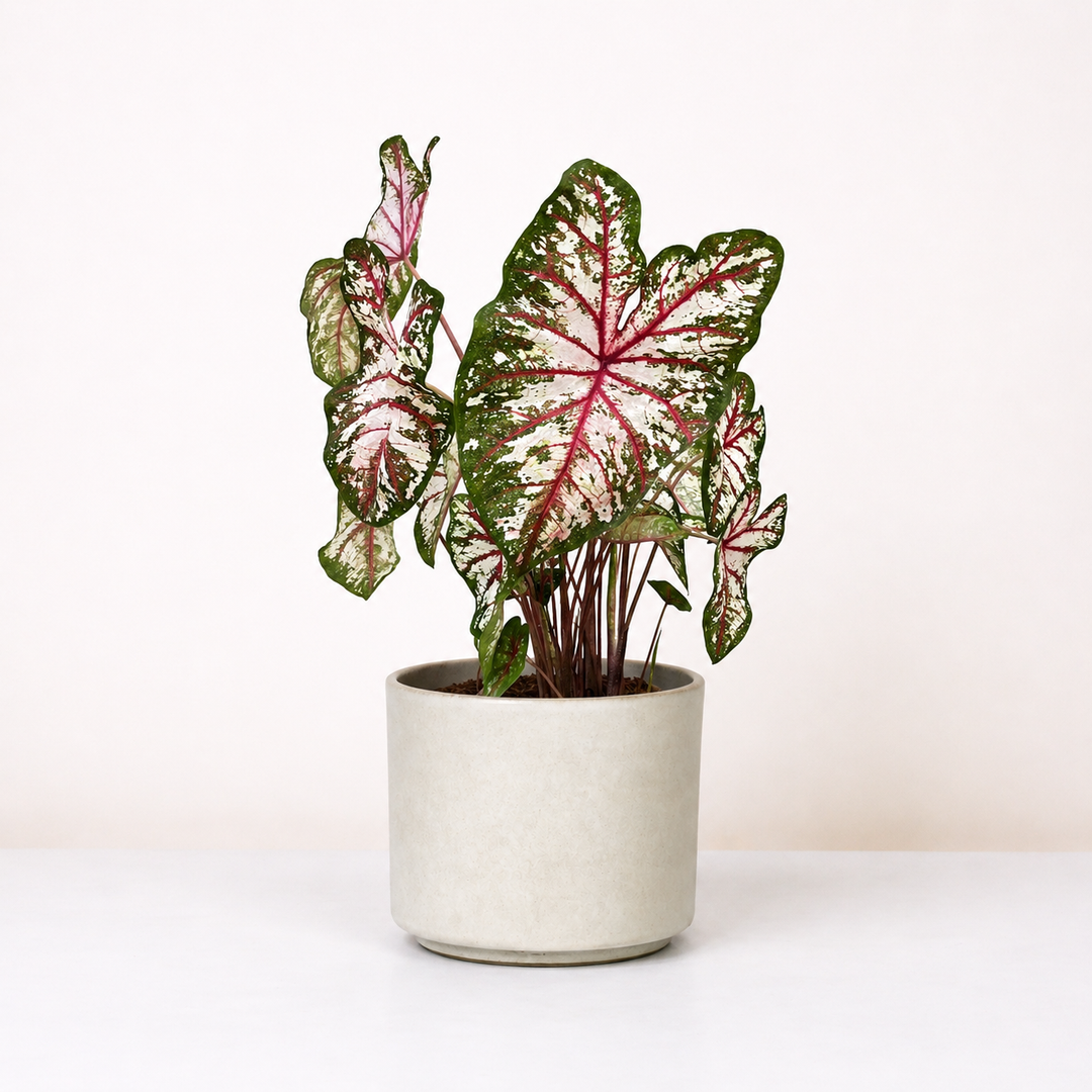 XL Caladium Tapestry L Foliage Dreams