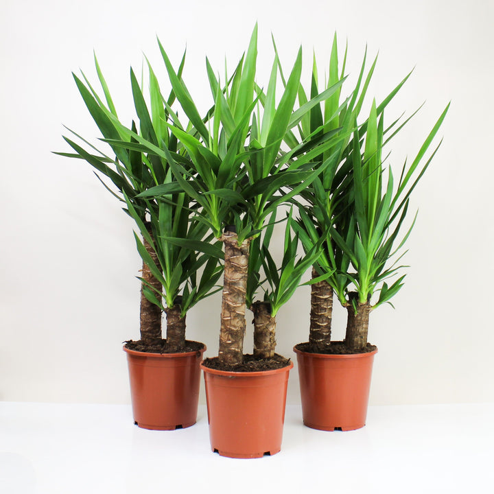 Yucca Palme (Yucca Elephantipes) L Foliage Dreams