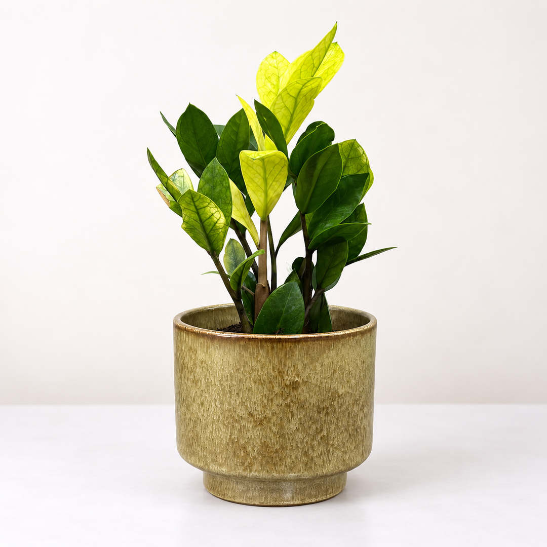 Zamioculcas zamiifolia Chameleon Foliage Dreams