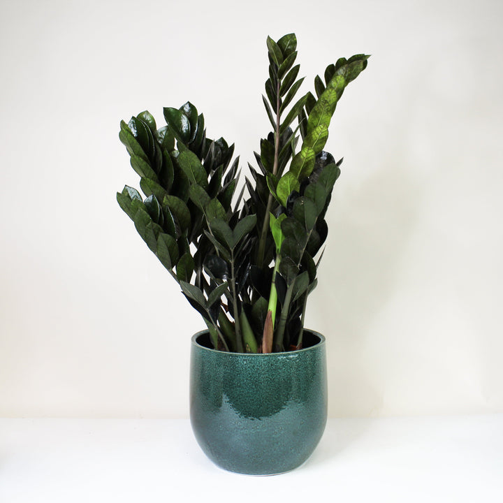 Zamioculcas Zamiifolia 'Raven' (Schwarze Glücksfeder) Foliage Dreams