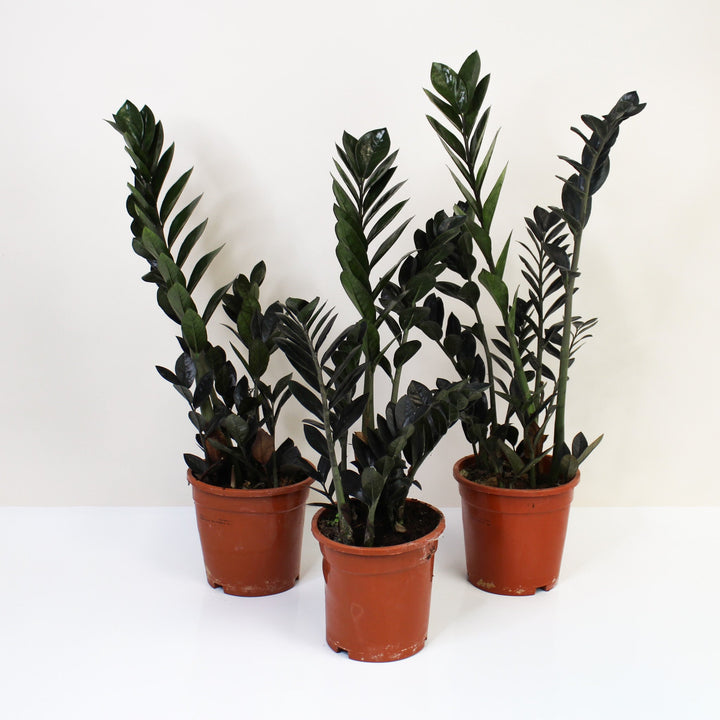 Zamioculcas Zamiifolia 'Raven' (Schwarze Glücksfeder) Foliage Dreams