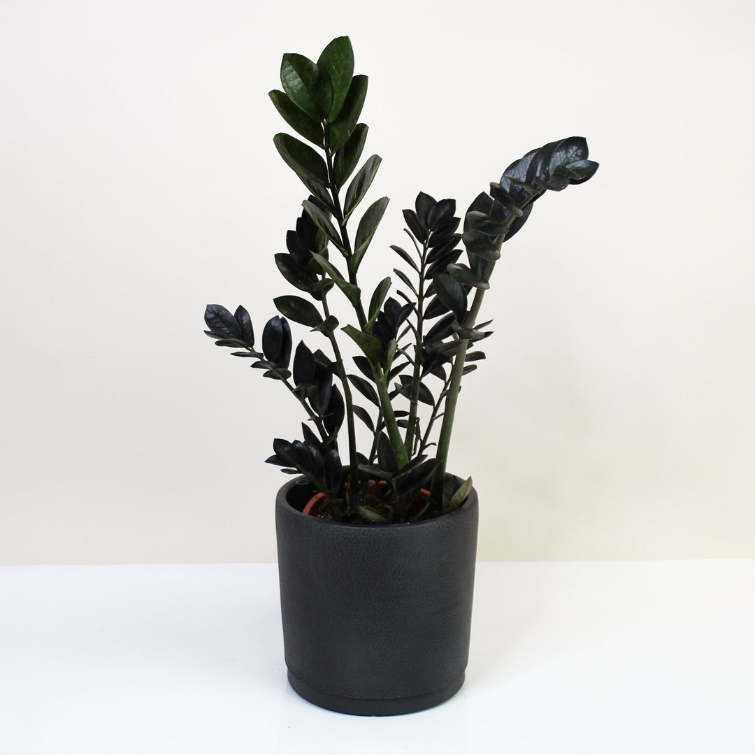 Zamioculcas Zamiifolia 'Raven' (Schwarze Glücksfeder) L Foliage Dreams