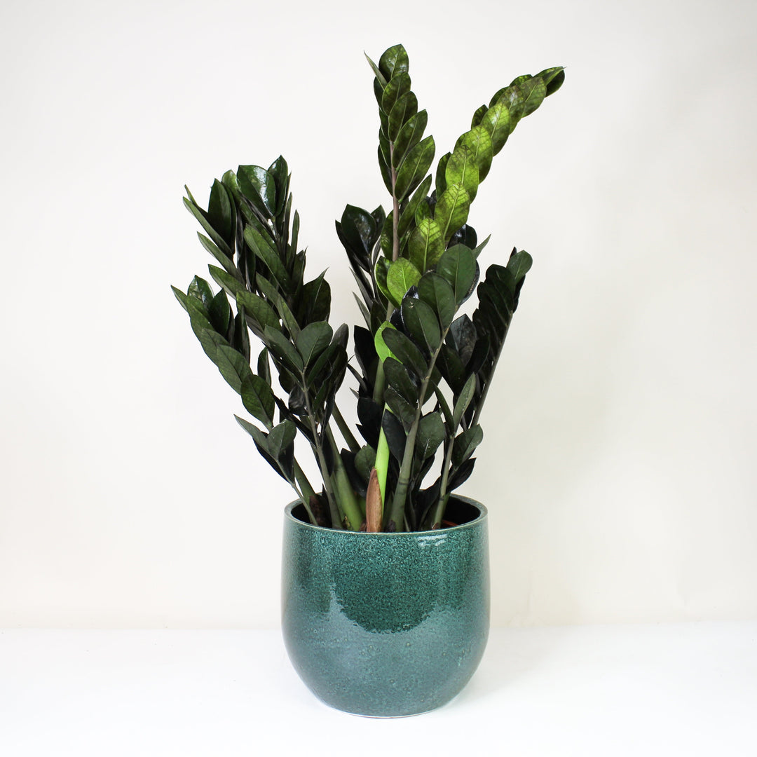 Zamioculcas Zamiifolia 'Raven' (Schwarze Glücksfeder) XL Foliage Dreams