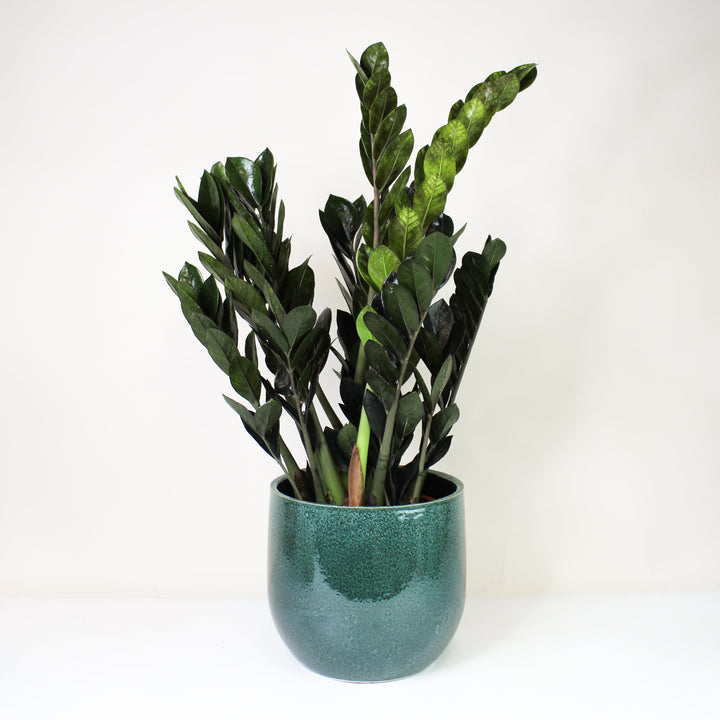 Zamioculcas Zamiifolia 'Raven' (Schwarze Glücksfeder) XL Foliage Dreams