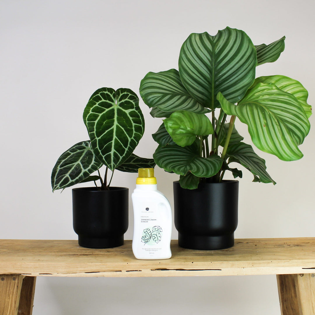 Zimmerpflanzen Dünger 0,5l – Foliage Dreams