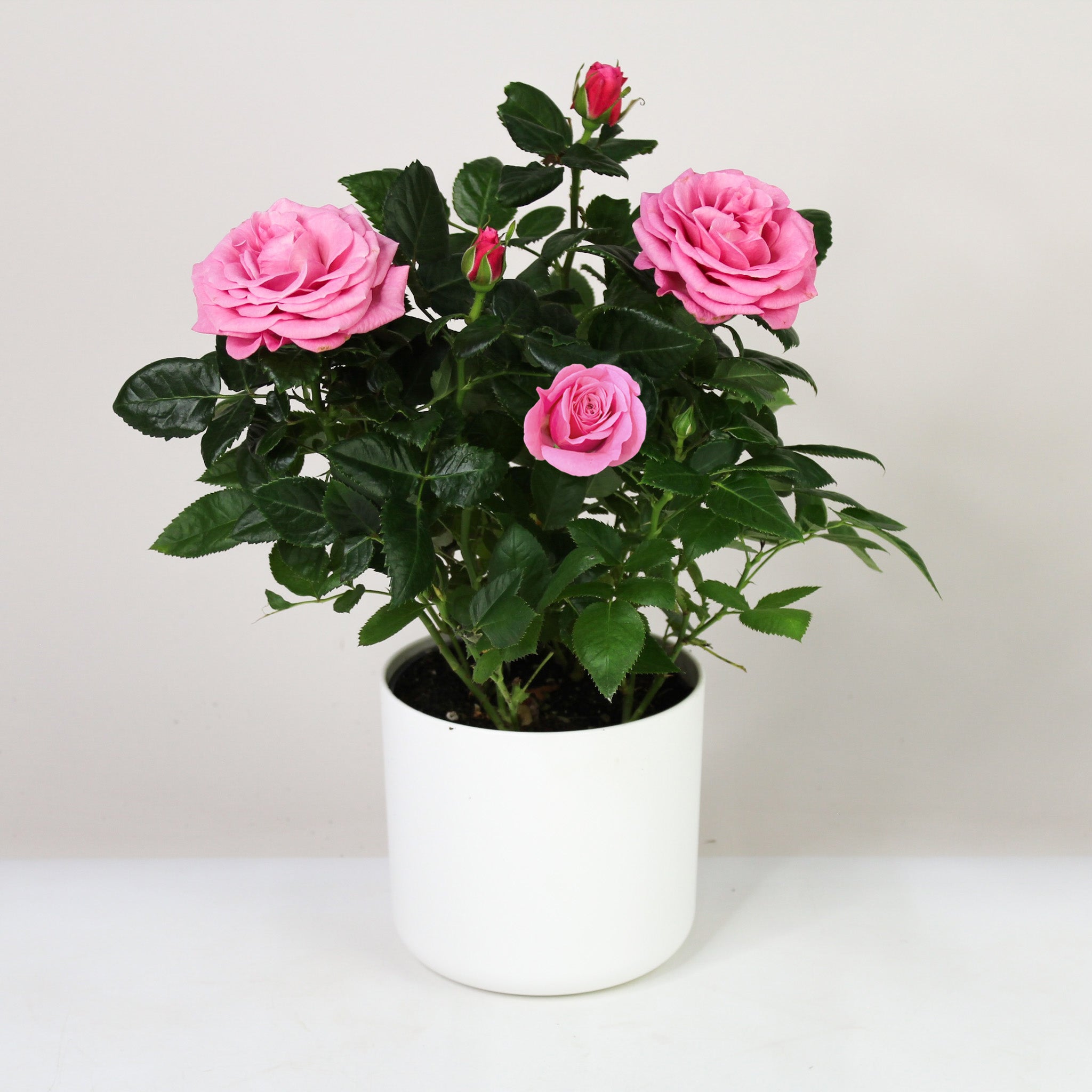 Zimmerrose im Topf | Rosen verschenken | Foliage Dreams