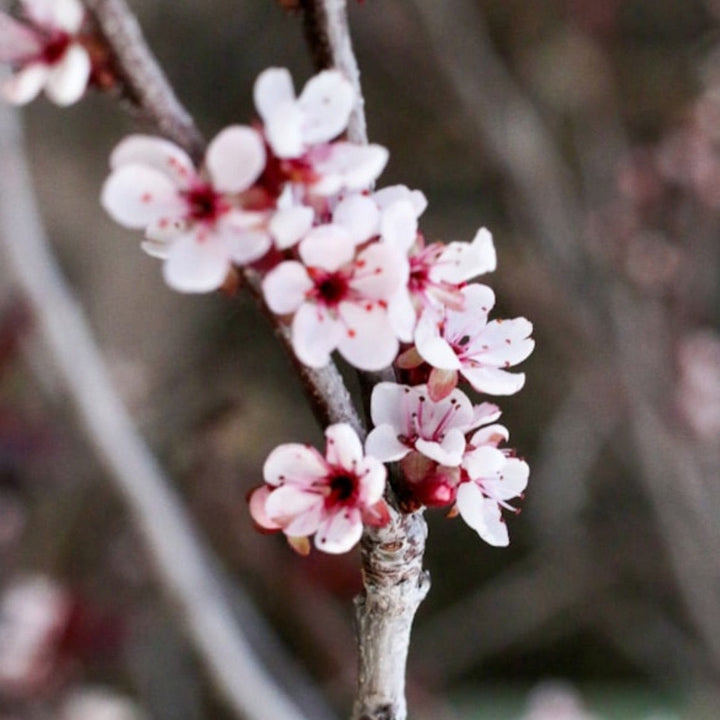 Zwerg-Blutpflaume - Prunus cistena Foliage Dreams