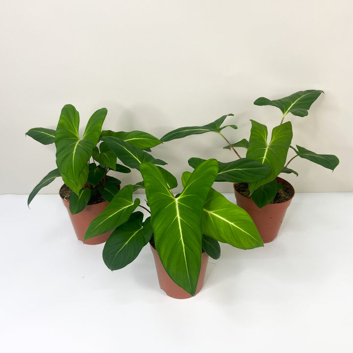 Adelonema Yanamonoensis M Foliage Dreams