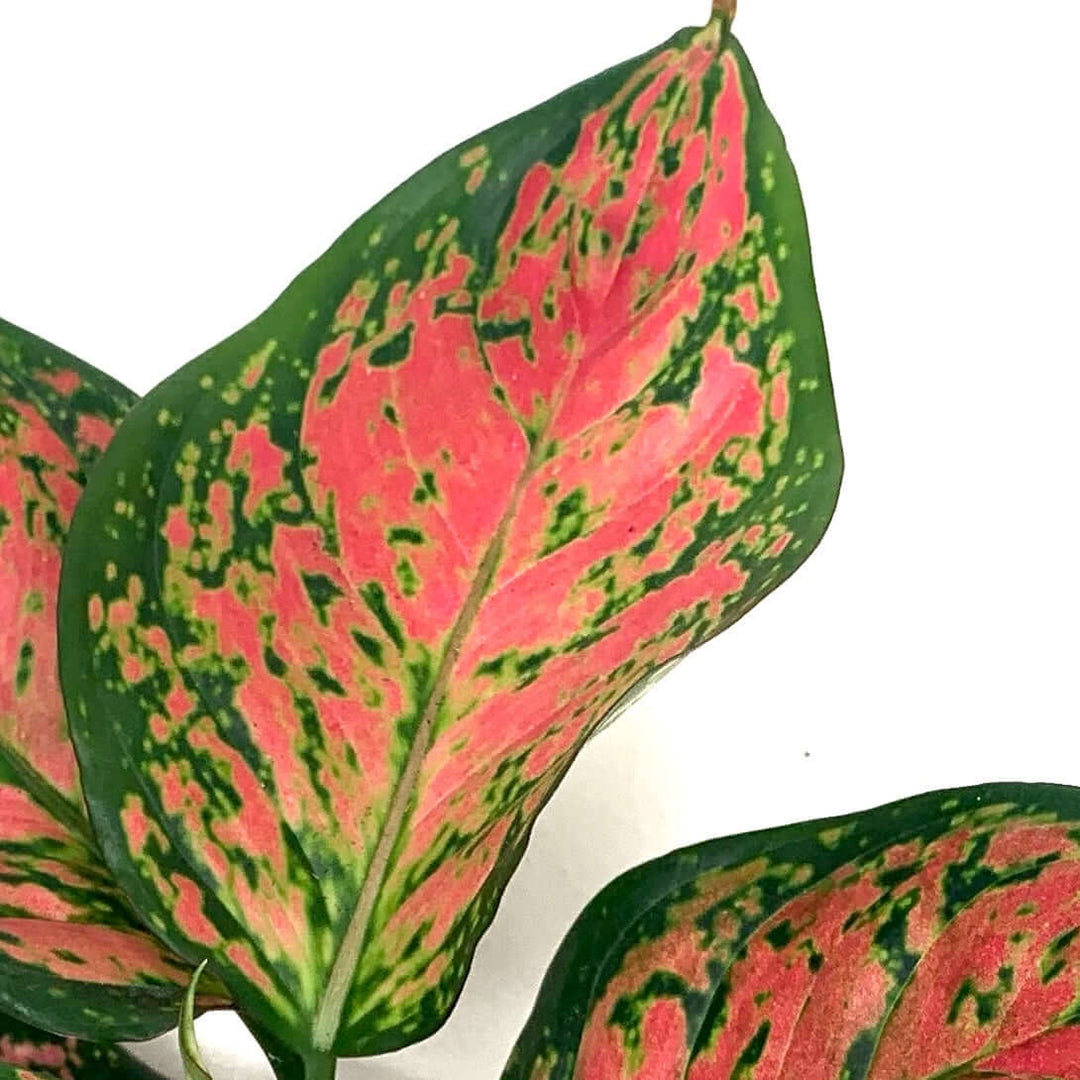 aglaonema spotted star Aglaonema spotted star – Foliage Dreams