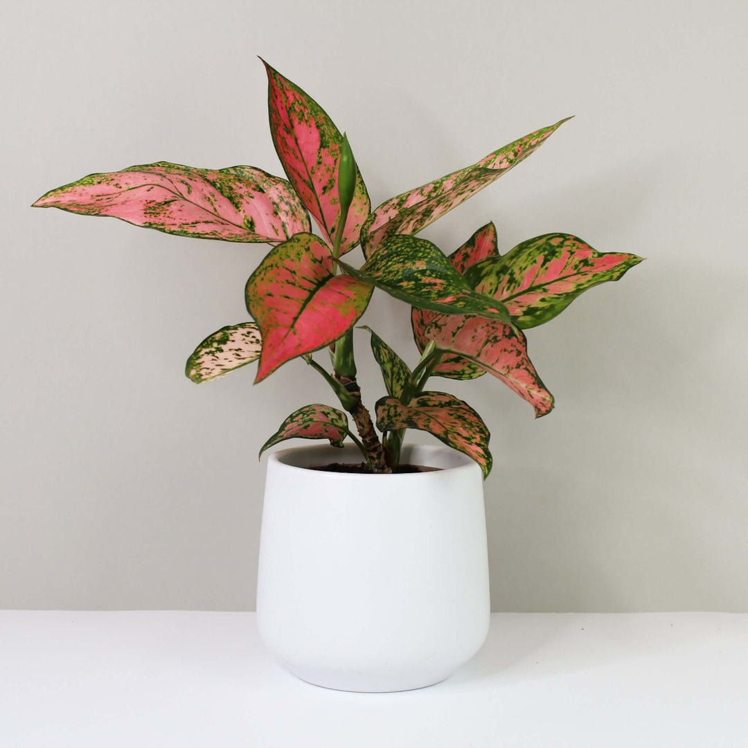 aglaonema star spotted Aglaonema spotted star – Foliage Dreams