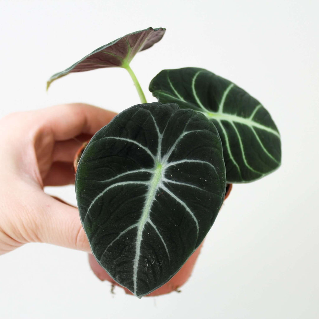 Alocasia Black Velvet - Babypflanze Foliage Dreams