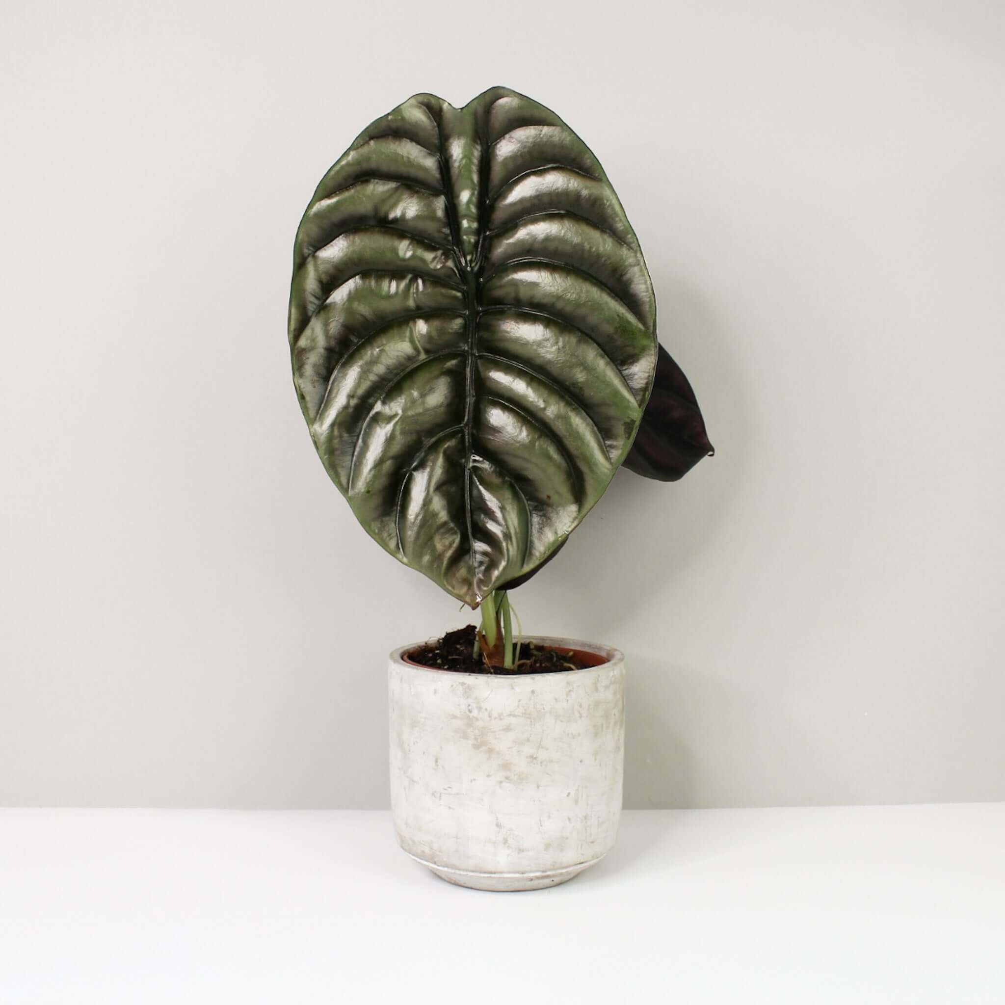 Baby Alocasia ‚Red Secret‘ Zimmerpflanze | 20 Cm Hoch, Inkl. Topf | Pfeilblatt Mit Roten Akzenten