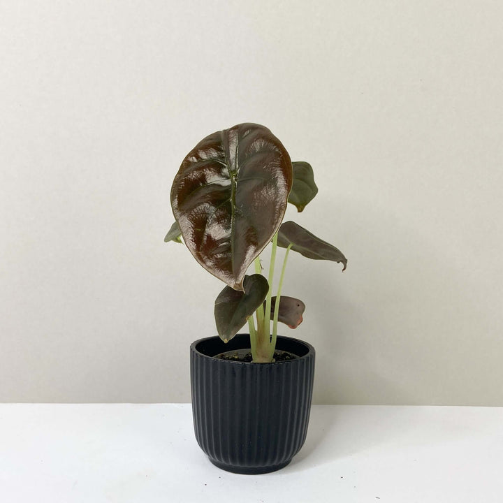 Alocasia Cuprea Red Secret - Young Plant Foliage Dreams