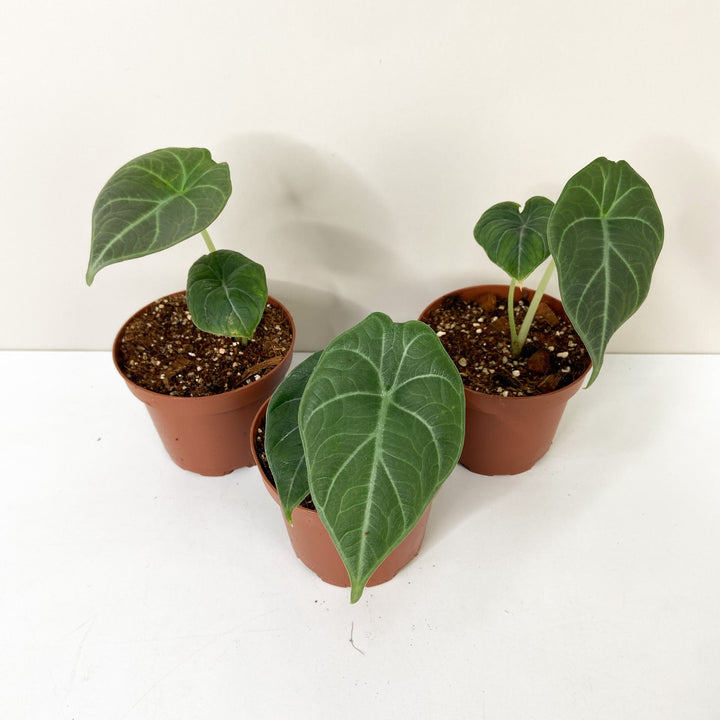 Alocasia Maharani  (Babypflanze) Foliage Dreams